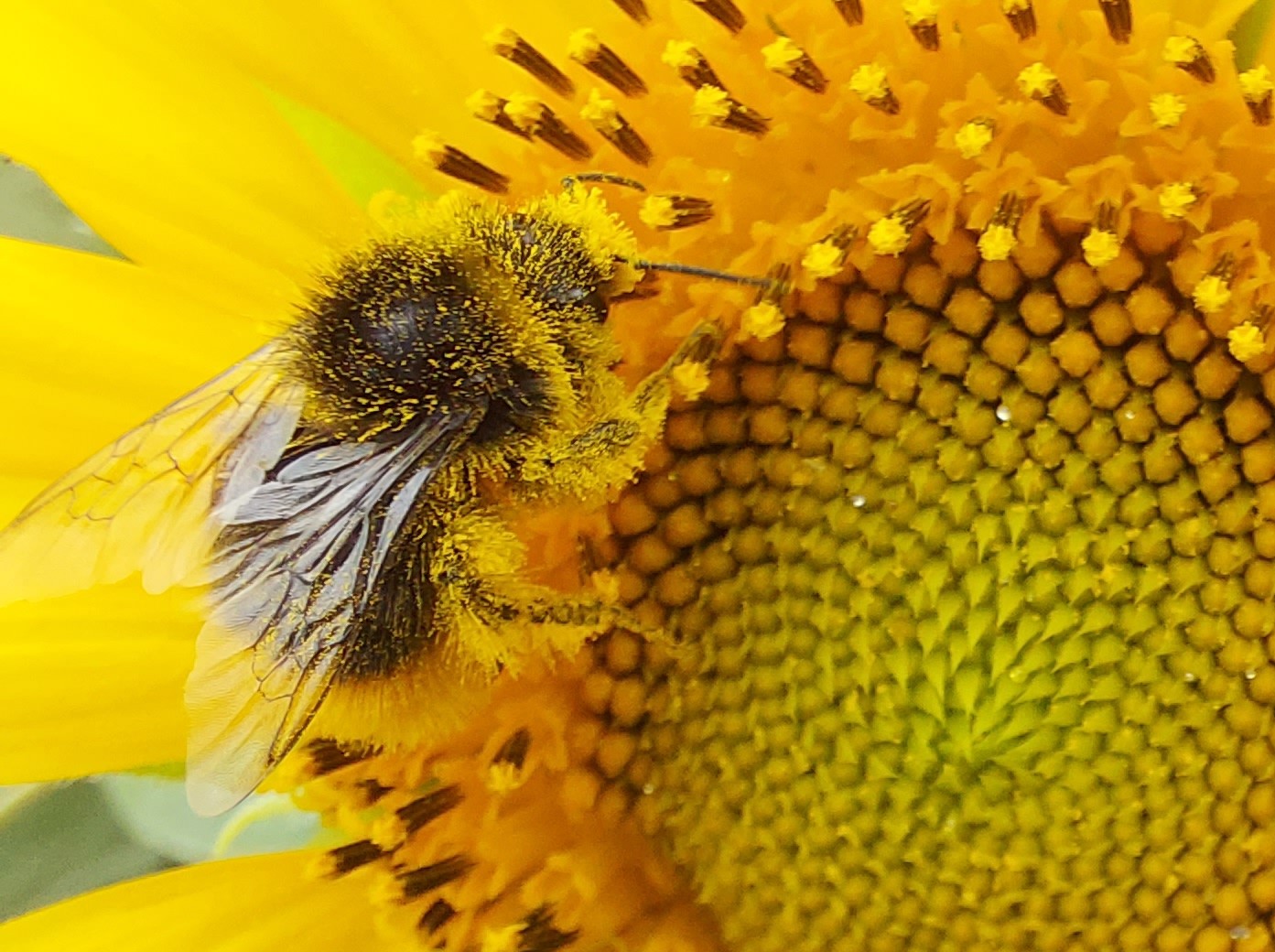 2nd Place - David Welch - dusty bee